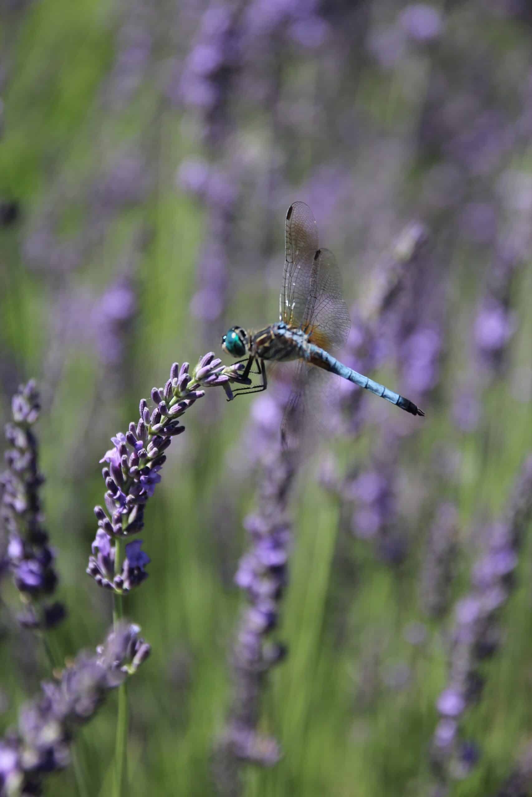 dentist near me novi michigan 11 scaled