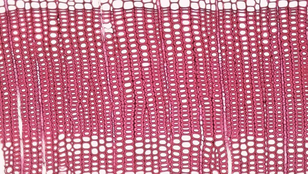 Photo Microscopic view
