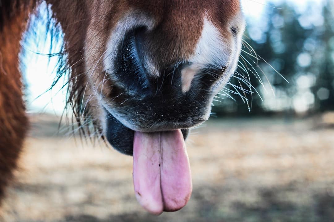 Photo Tongue scraper