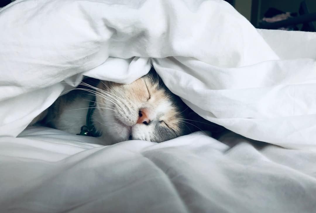 Photo Cat with toothbrush