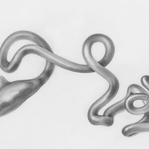 Photo Digestive System