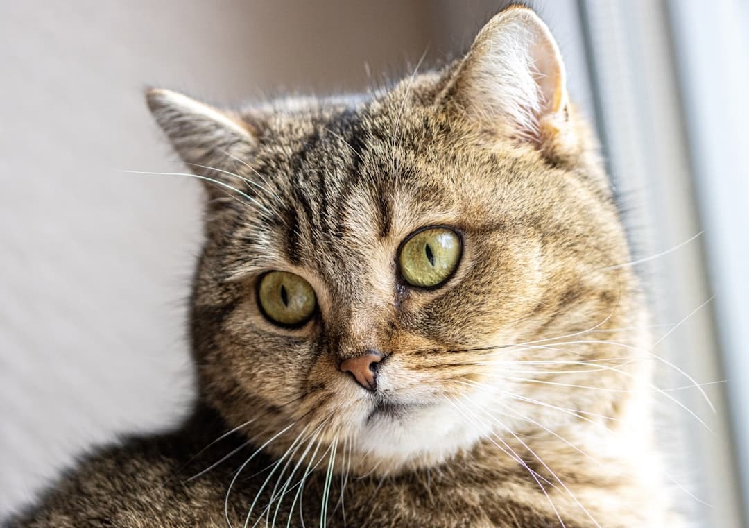 Photo Cats mouth