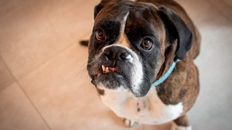 Photo Decayed tooth