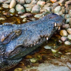 Photo Tooth discoloration