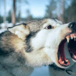 Photo Dentists, Cavities