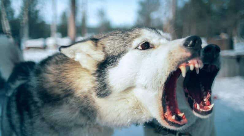 Photo Dentists, Cavities