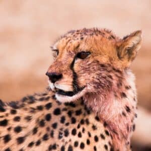 Photo Maintain Dental Crowns