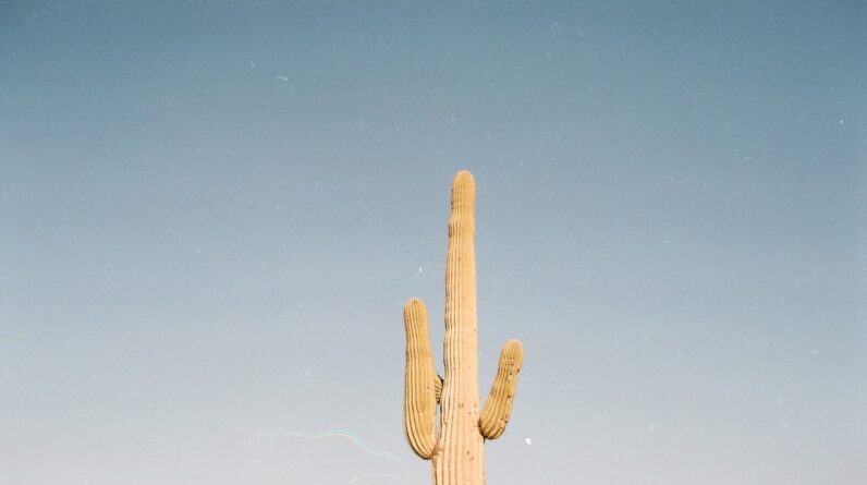 Photo Dentist Palm Desert