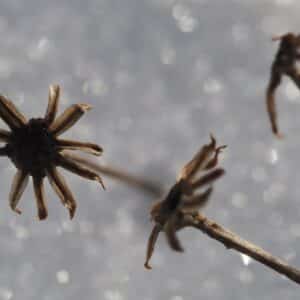 Photo Zirconia Crowns